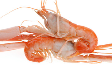 Shrimp on a white background