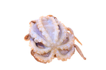 Octopus on a white background