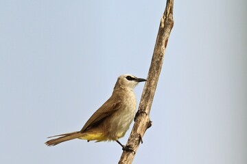 Yellow-vented bulbul (Pycnonotus goiavier) perching on dry branch