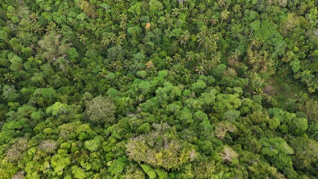 Top-down drone footage of jungle of Siquijor in the Philippines.
