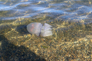 Rhizostoma pulmo barrel jellyfish in the water of Black sea