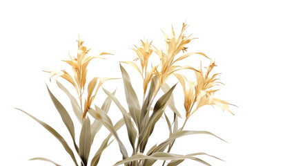 Fototapeta na wymiar Close Up of a Plant With Yellow Flowers. On a White or Clear Surface PNG Transparent Background..
