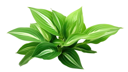 Close-Up of a Plant With Green Leaves. On a White or Clear Surface PNG Transparent Background..