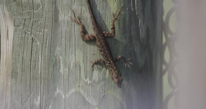 Cuban brown anole lizard crawling on wooden post