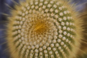 close up of cactus 