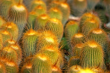 Obraz premium The cactus in the farm