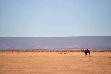 camel in the desert