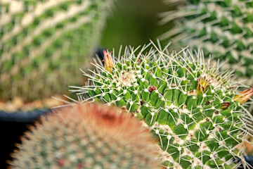 The cactus in the farm