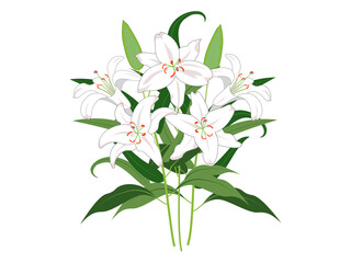 枝葉付きの白いユリの花