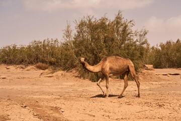 Fototapeta premium camel in the desert