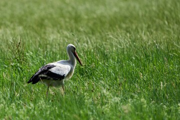 Naklejka premium pelican on grass