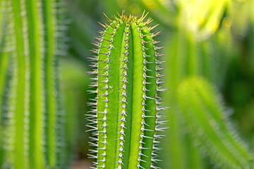 The cactus in the farm