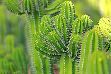 The cactus in the farm