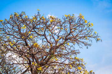 Wooden branches blooming Yellow Golden trumpet tree or Tabebuia are blooming with the park in...