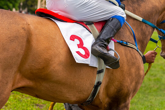 The number 3 horse and the jockey.