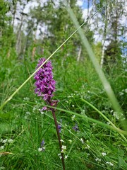 flowers in the forest