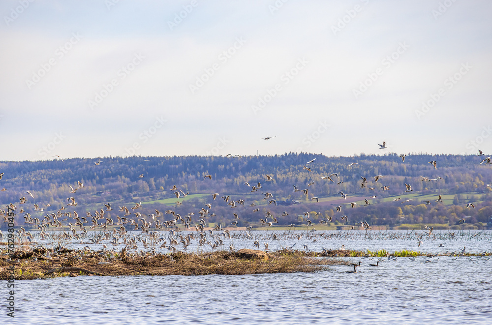 Sticker Black-headed gulls on an island in a lake