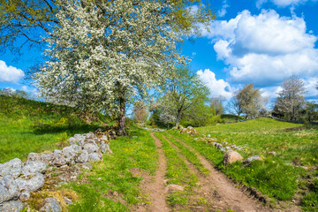 Dirt road in a rural landscape with flowering trees