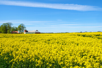 Blooming rapeseed fields in the country and farm buildings