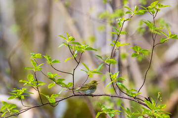Singing Willow warbler in a tree