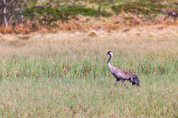 Fototapeta premium Crane in a swamp a sunny day