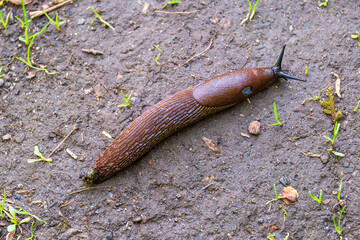 Spanish slug on the soil in a garden