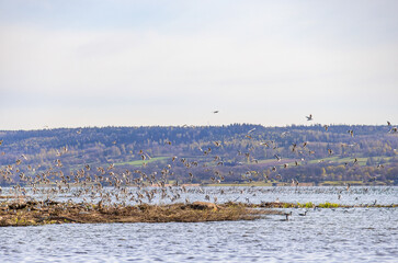 Black-headed gulls on an island in a lake