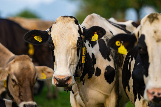 Cow in alpine meadow. Beefmaster cattle in green field. Cow in meadow. Pasture for cattle. Cow in the countryside. Cows graze on summer meadow. Rural landscapes with cows. Cows in a pasture.