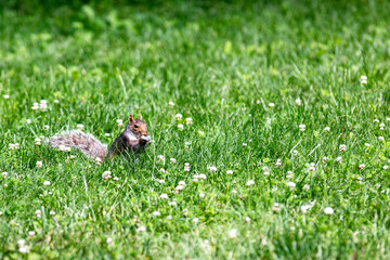 Squirrel enjoying and eating in Central Park which is a public urban park located in the metropolitan district of Manhattan, in the Big Apple in New York City (USA).