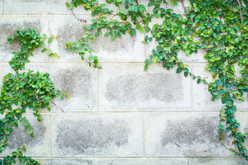 Green Creeper Plant on a White Wall Beautiful Background