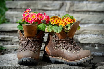 beautiful spring and easter decoration in the garden with colorful primeroses in walking boots