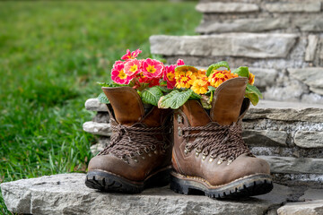 beautiful spring and easter decoration in the garden with colorful primeroses in walking boots