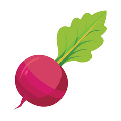  Beetroot Vegetable flat vector illustration