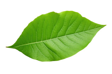 Fototapeta premium Green Leaf on White Background. On a White or Clear Surface PNG Transparent Background..