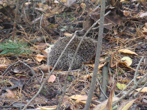hedgehog in the grass beautiful animals