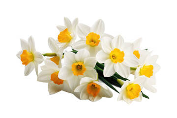 White and Yellow Flowers on White Background. On a White or Clear Surface PNG Transparent Background..