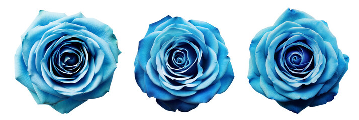 turquoise rose flower. white isolated background with clipping path. Nature. Closeup no shadows. Nature.