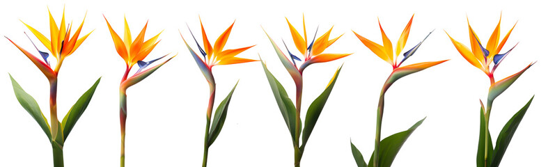Bird Paradise Flowers Isolated White