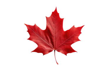 Red Maple Leaf on White Background. On a White or Clear Surface PNG Transparent Background..
