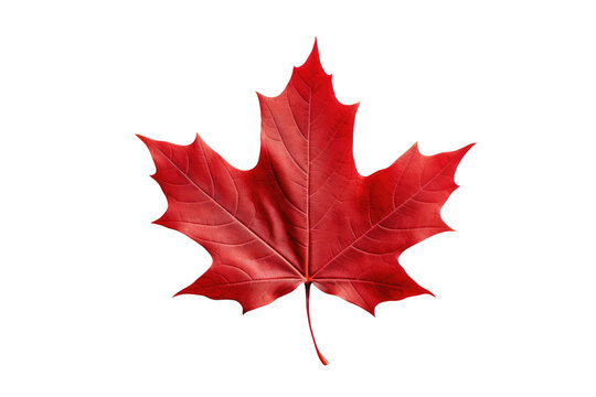 Red Maple Leaf on White Background. On a White or Clear Surface PNG Transparent Background..