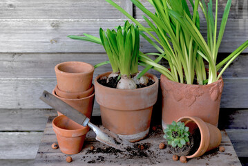 potted of hyacinth and narcissus in   terra cotta flowerpot  with dirt shovel on a wooden table