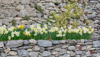 beautiful yellow daffodils blooming in a flower bed blooming surrounded by stoned wall