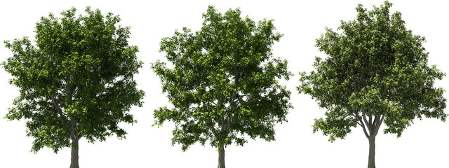 tree real serviceberry hq arch viz cutout trees - obrazy, fototapety, plakaty