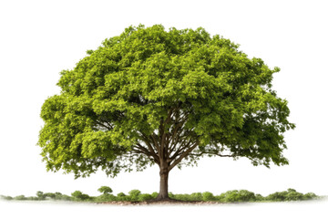 Fototapeta na wymiar Green Tree Against White Background. On a White or Clear Surface PNG Transparent Background..