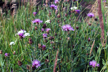 Purple and white flowers bloom by the road. Summer landscape.