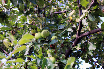 Apples on an apple tree branch. Summer landscape.