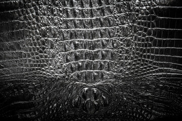 Skin crocodile black texture for make leather shirt