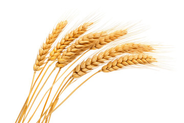 Three Stalks of Wheat on a White Background. On a White or Clear Surface PNG Transparent Background..