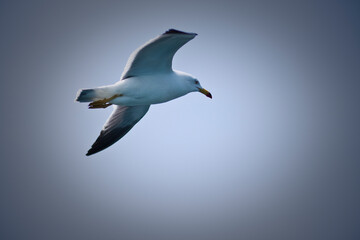 seagull in the sky