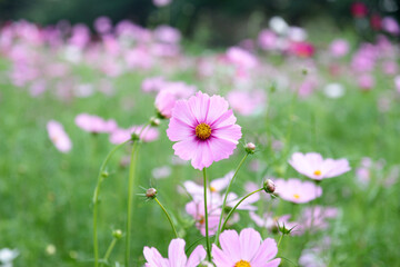 Field of colorful cosmos flowers - 762989073